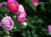 花团锦簇