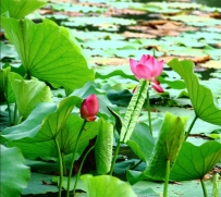 莲花湖习作