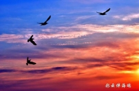 彩云伴海鸥