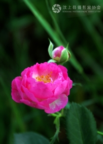 蔷薇芬芳