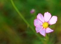 一朵小花