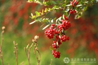 红豆