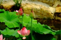 莲花湖——荷花 艾科侯